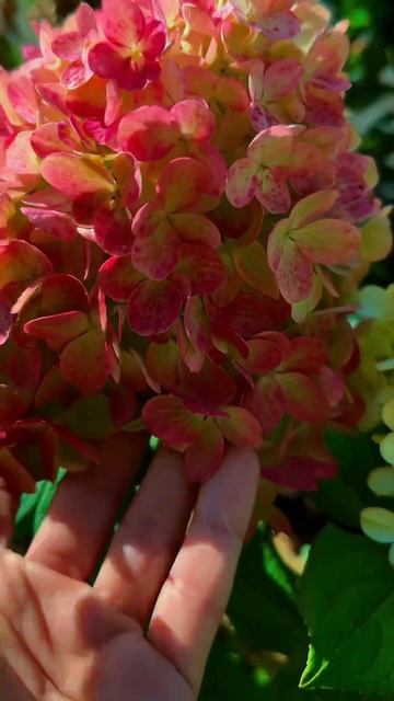 Гортензія волотиста «Little Lime Punch» – те, чого бракує ваш? смотреть онлайн