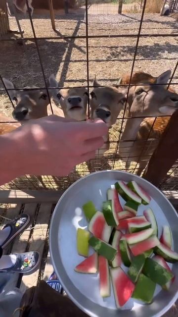 Бэмби едят арбуз🥹 #солнцегдеты смотреть онлайн