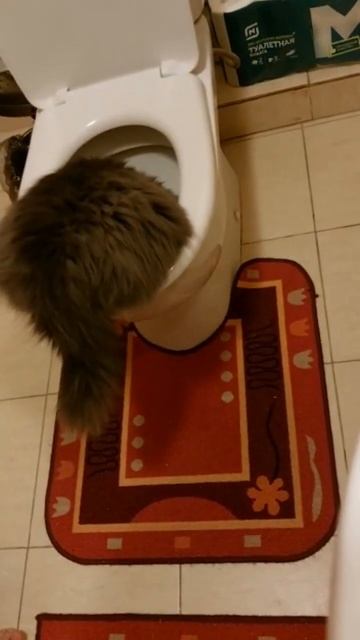 Дымок из маленькой посуды не пьёт 🐱👍 #кошки #кошка #cat смотреть онлайн