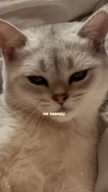 а у вас есть домашнее животное? тг: dear kalipixo смотреть онлайн