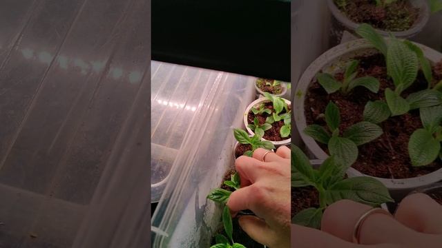 раннее черенкование гортензии меткльчатой смотреть онлайн