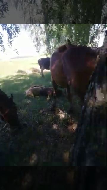 Лошадь ест березу смотреть онлайн