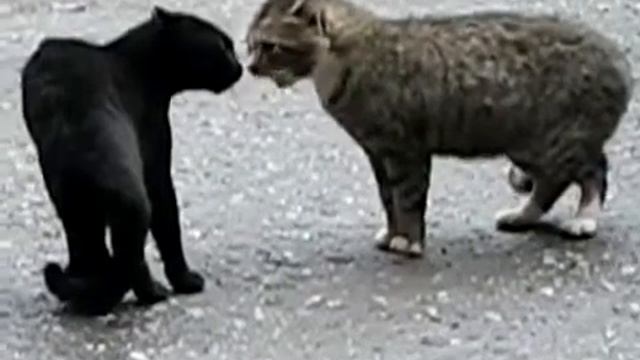 Разговор двух кошек смотреть онлайн