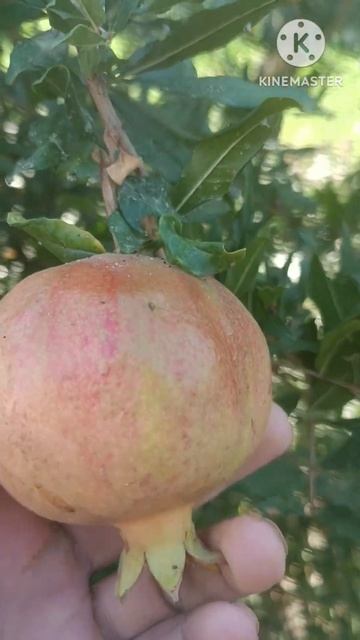 Гранаты краснеет смотреть онлайн