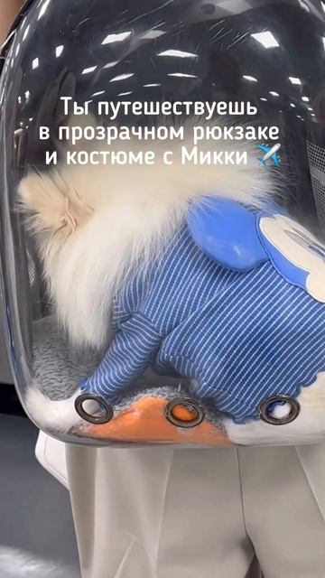 Хорошо ли быть пёсиком в Южной Корее?😄 смотреть онлайн