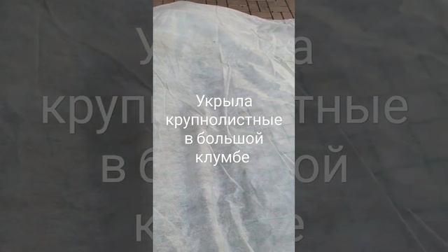 20 октября 2023 год.Укрытие крупнолистных гортензий в гр?