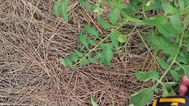 Деревенская жизнь/Топаю целыми днями,наматываю км.😂 смотреть онлайн