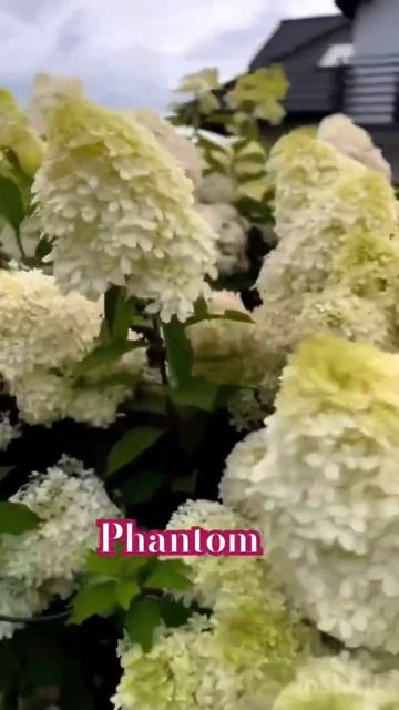 #phantom #гортензія #гортензия #hortensia #flower ##paniculata #hydrangea #шор