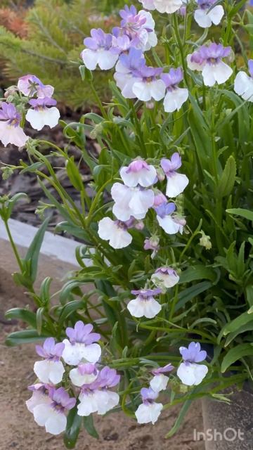 Немезия в контейнерах 🌸🌼🌺👌🏻 #garden #цветы #flowers #кра? смотреть онлайн