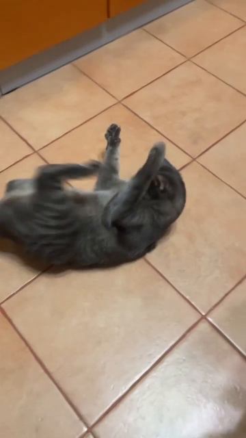 Кот играет с хвостом #shorts смотреть онлайн