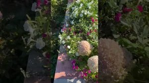 Гортензия Коттон крем? Или кто? Нужна Ваша помощь 🙏😁