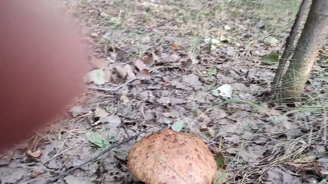 Всегда По ГРИБЫ Прихожу Сюда. Здесь Всегда Есть Чем ПО?