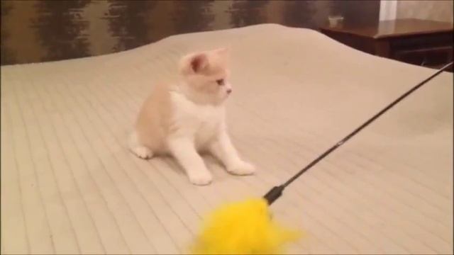 Кремовый биколорный британский котенок. Документы питомника. смотреть онлайн