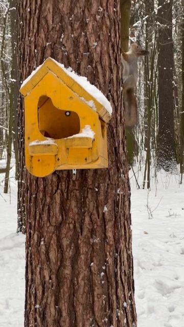 Лесная сказка ❄️ смотреть онлайн