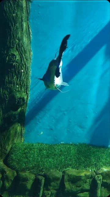 Москва #ВДНХ #Москвариум смотреть онлайн