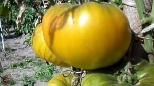 томат Малахитовая шкатулка