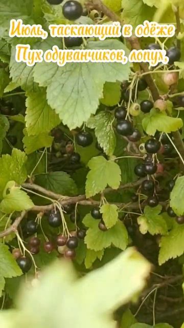 Борис Пастернак "Июль" #касимов #стихи #природа смотреть онлайн