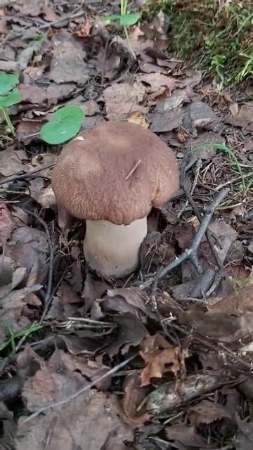 Июнь 2021-ого года. Первый БЕЛЫЙ ГРИБ в Калужской област? смотреть онлайн