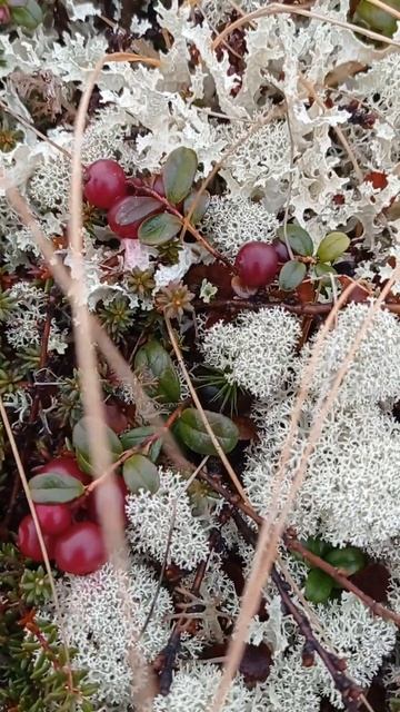 Брусника в тундре. #мурманск #дикаяприрода смотреть онлайн