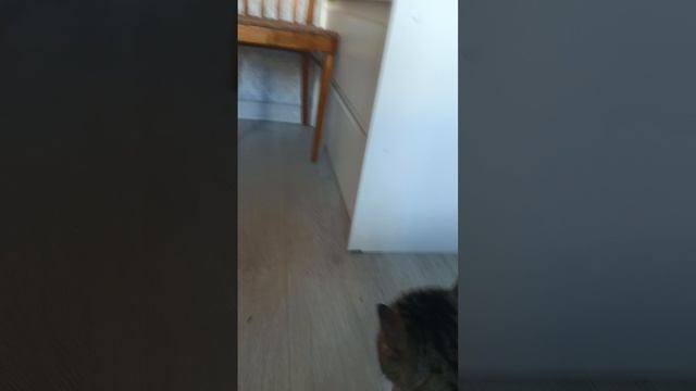 кот Барсик