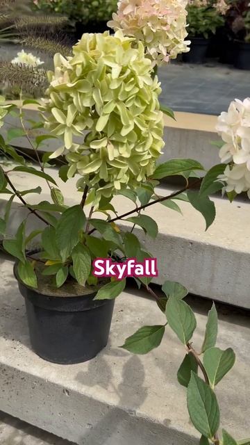 #skyfall #hydrangea #гортензия #garden #гортензія #flowers #park#jardin #アジ? смотреть онлайн