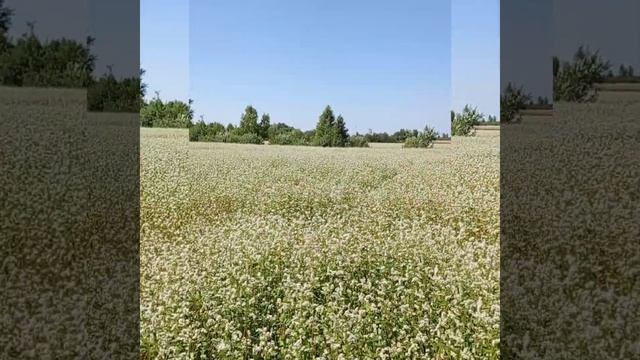 гречка Дикуль #ukraine buckwheat Ukraine #buckwheat смотреть онлайн