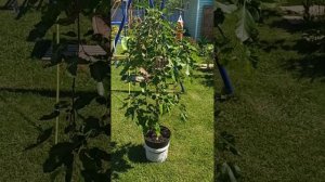 Шелковица плакучая на штамбе Pendula (цена - 8000р)