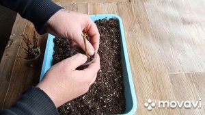 Ива хакура нишики из черенка на подоконнике за 5 дней