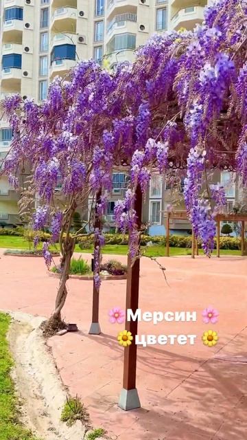 Мерсин в цветении глицинии 🌸 Сказочное время #мерсин смотреть онлайн