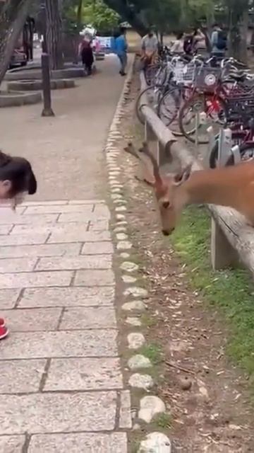 Благодарность.../Очень милое видео о животных/Татьяна ? смотреть онлайн