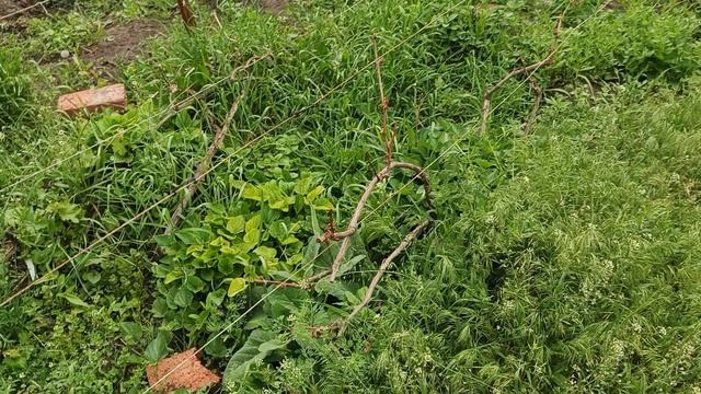 Как спасти виноградник от возвратных весенних заморозков,Часть 1,успехи и разочарования. смотреть онлайн