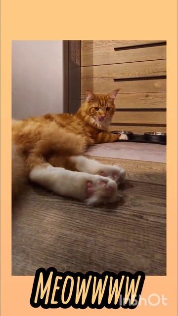 там есть мая глаз!1!1!11 #cat #beat #gacha #music #cute #roblox #кот смотреть онлайн