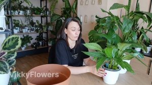 Не цветет? 4 причины, почему спатифиллум молчит!