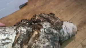 дорогущая заготовка. настоящий сувель. берёзовая капа