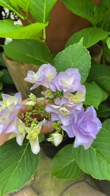 Крупнолистная гортензия флорин, начало цветения…#гор смотреть онлайн