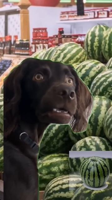 Видео про арбуз #мем #cat #кот