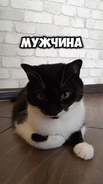 женщина,как граната...#мурка#котик#юмор#шортс#2025 . смотреть онлайн