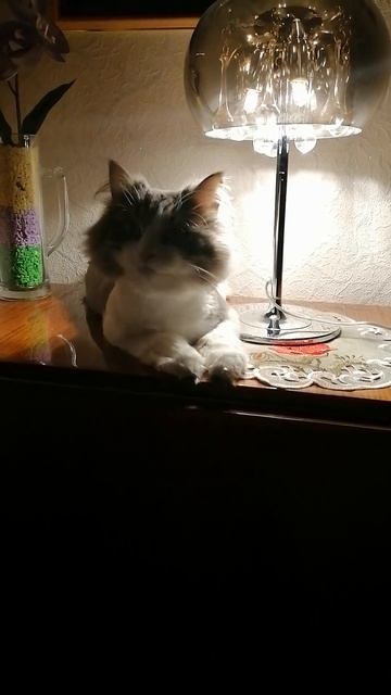 Кошка Мурка под лампой 😊 смотреть онлайн