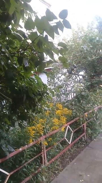 Урюпинские дворы, 29 июля 2023г.Акации кое -где желтеют. смотреть онлайн