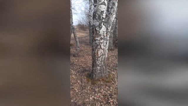 Как собрать берёзовый сок. #березовыйсок смотреть онлайн