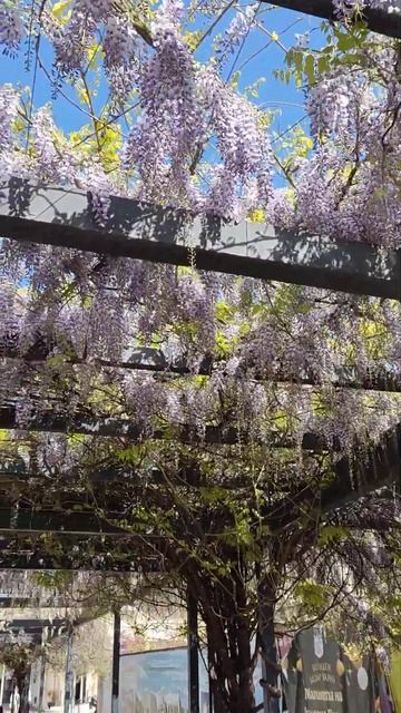 Болгария. Варна. Зацвела глициния! #travel #балканы #beach смотреть онлайн