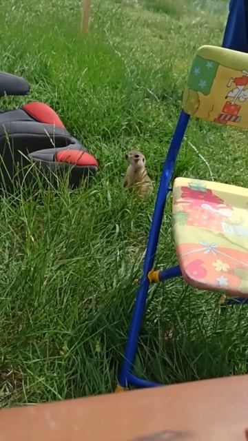 Видишь суслика? А он есть! смотреть онлайн