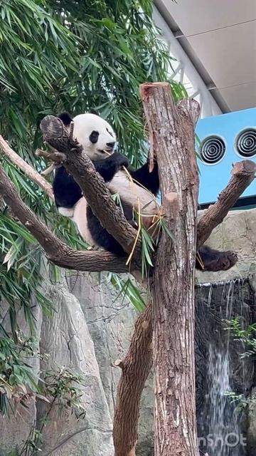 Панда в сингапурском зоопарке ест бамбук. смотреть онлайн