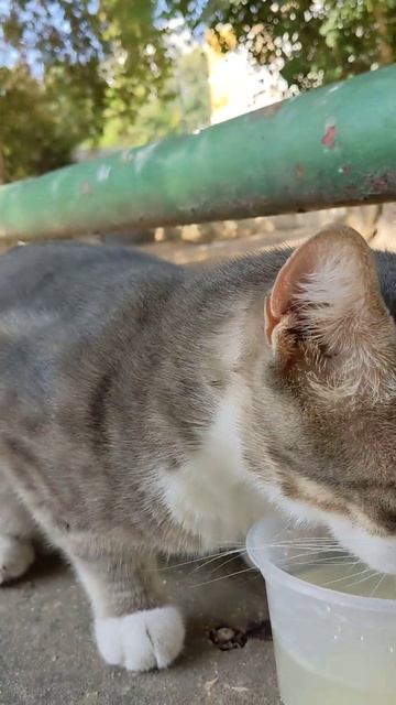 Уличный котик кушает куриный суп 😻🍲 Смешные коты 😹 смотреть онлайн