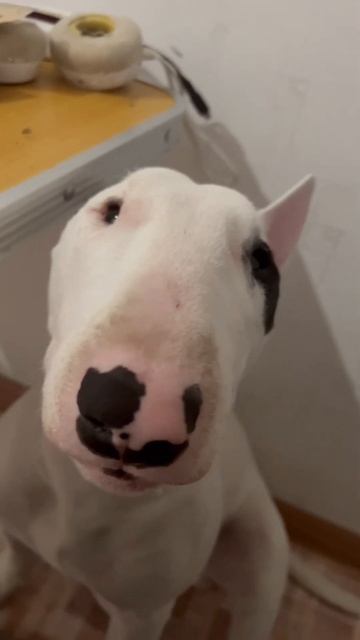 Еда есть? А если найду #bullterrier #собаки #кокос #бультерье? смотреть онлайн