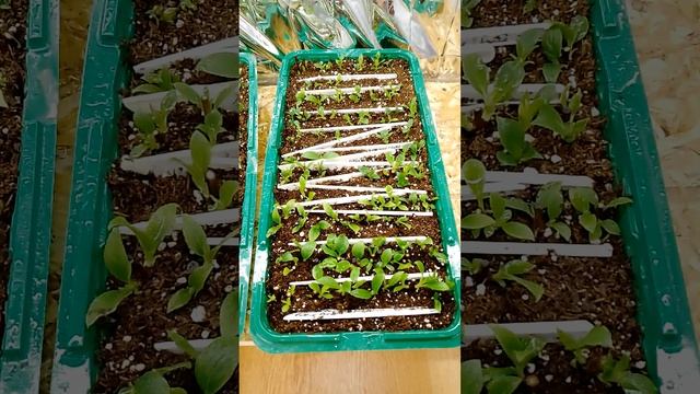 9 апреля. Промежуточный результат эксперимента по чер? смотреть онлайн