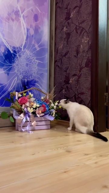 Ваши тоже едят цветы?!)#shorts #цветы #кот#домашниеживотны? смотреть онлайн