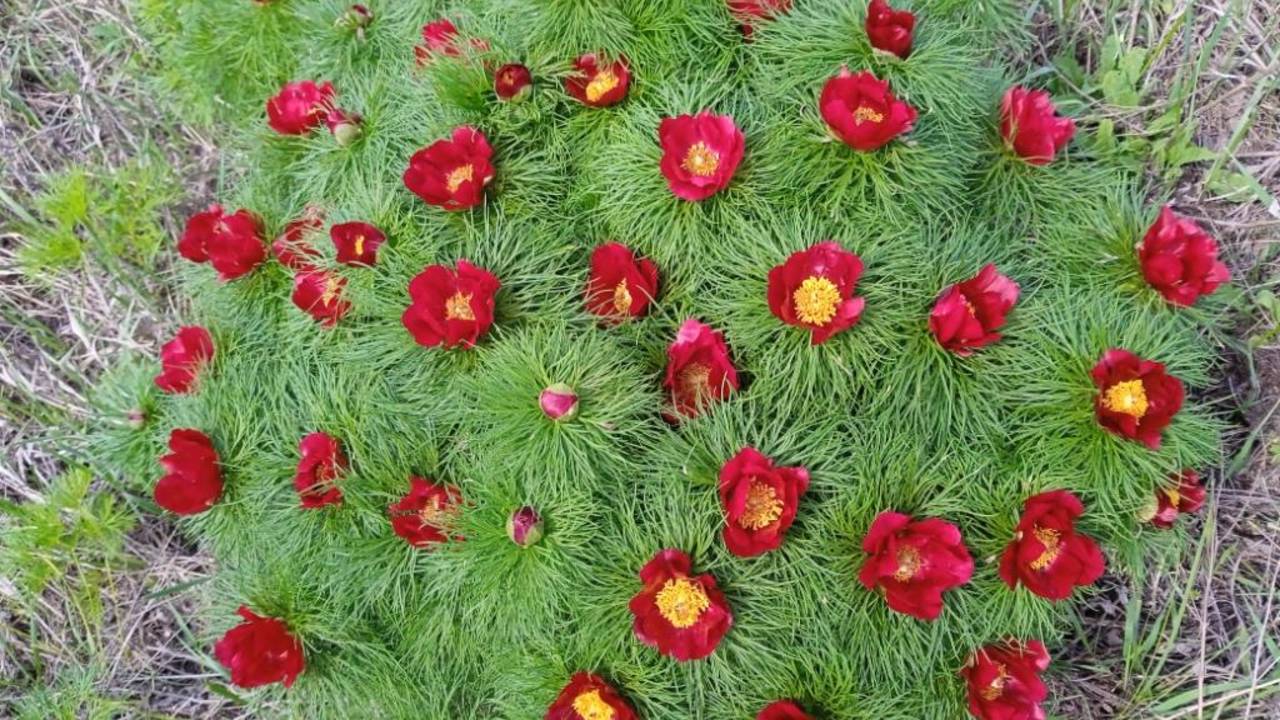 Дикие пионы ( Пион узколистный Paeonia Tenuifolia )