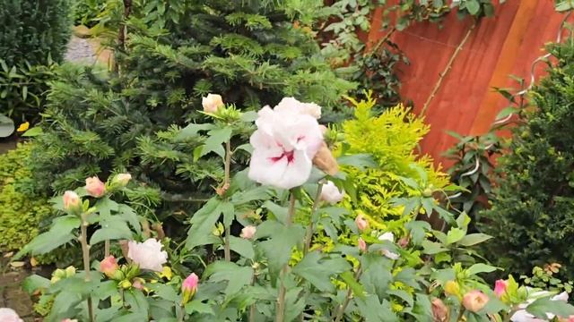 Сентябрьский сад!Лилии, гортензии #new #flowers #lilygarden #garden #l смотреть онлайн