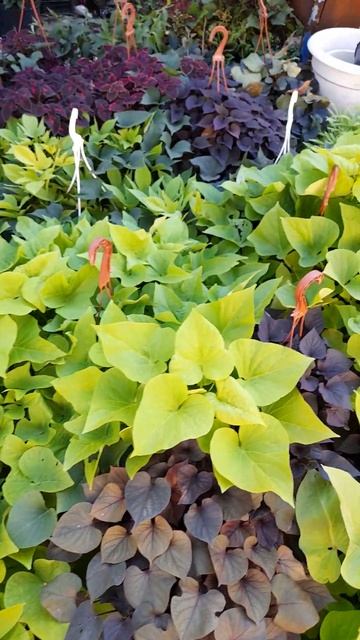 Ипомея батат, отправка срезов, 89192346048-Ватсап для заказ? смотреть онлайн